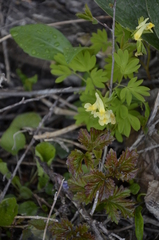 Corydalis bracteata