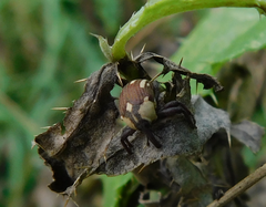 Sternuchopsis karelinii