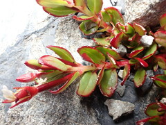 Epilobium rubro-marginatum