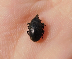Phyllonomeus