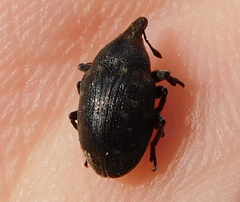 Phyllonomeus