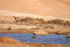 Pterocles orientalis