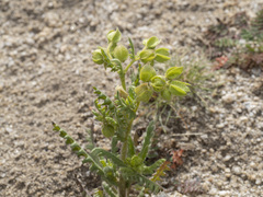 Emmenanthe penduliflora penduliflora