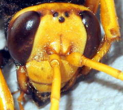 Cryptocheilus bicolor