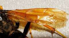 Cryptocheilus bicolor