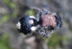 Ronisia barbarula