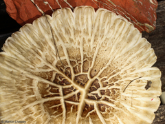 Pluteus petasatus