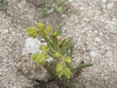 Emmenanthe penduliflora penduliflora