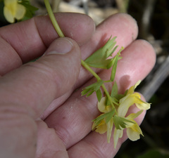 Corydalis bracteata