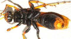 Cryptocheilus bicolor