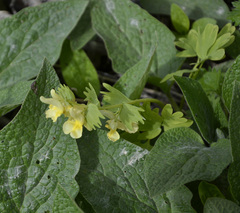 Corydalis bracteata