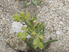 Emmenanthe penduliflora penduliflora