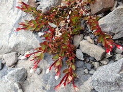Epilobium rubro-marginatum