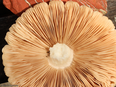 Pluteus petasatus