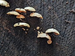 Panellus