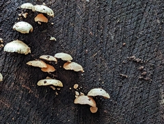 Panellus