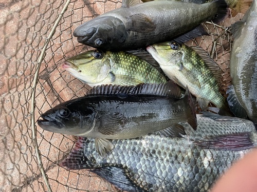 Halfbanded pike cichlid (Crenicichla semifasciata) — Cichlidae — 5