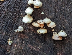 Panellus