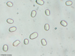 Pluteus petasatus