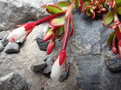 Epilobium rubro-marginatum