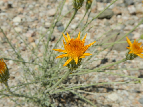 Image of Adenophyllum cooperi by (c) Dawn Nelson, some rights reserved (CC BY)