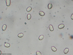 Pluteus petasatus