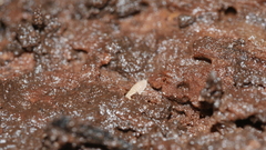 Haplophthalmus danicus