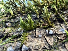 Forsstroemia trichomitria