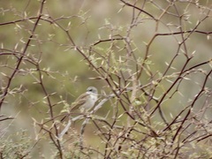 Artemisiospiza nevadensis