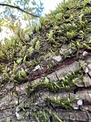 Forsstroemia trichomitria