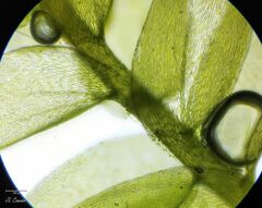 Plagiothecium nemorale