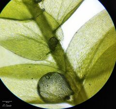 Plagiothecium nemorale