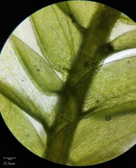 Plagiothecium nemorale