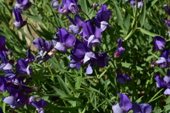 Lathyrus magellanicus