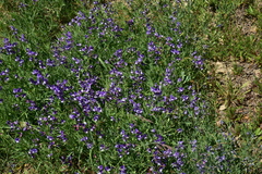 Lathyrus magellanicus