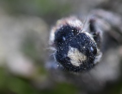 Ronisia barbarula
