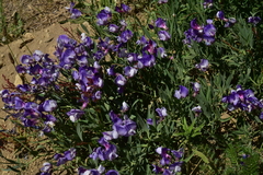 Lathyrus magellanicus