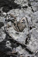 Conchodon infraliasicus