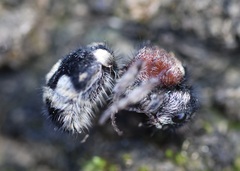 Ronisia barbarula