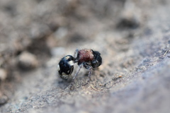 Ronisia barbarula