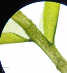 Plagiothecium nemorale