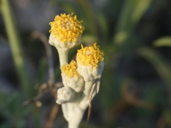 Achillea maritima maritima