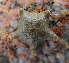 Asterina gibbosa
