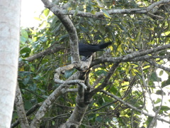 Corvus jamaicensis