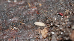 Haplophthalmus danicus