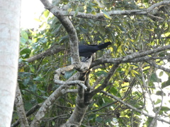 Corvus jamaicensis
