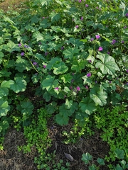 Malva sylvestris
