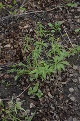 Ranunculus cassubicus