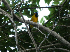 Icterus leucopteryx