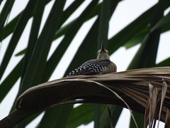 Melanerpes hoffmannii